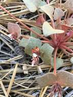 Слика од Claytonia rubra subsp. rubra