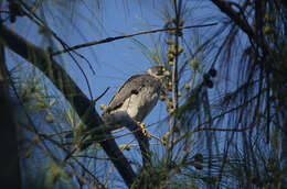 Image of Sooty Falcon