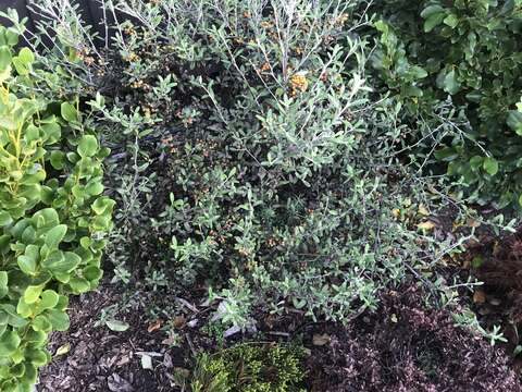 <i>Corokia</i> × <i>virgata</i> Turrill的图像