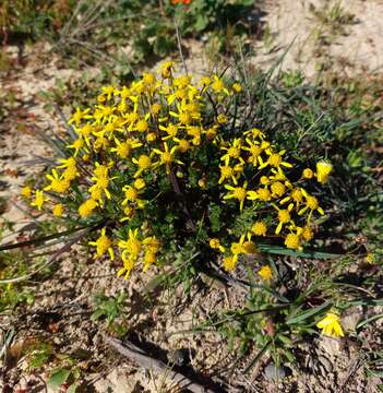 Euryops virgatus B. Nordenst. resmi