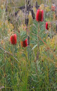 صورة Melaleuca glauca Domin