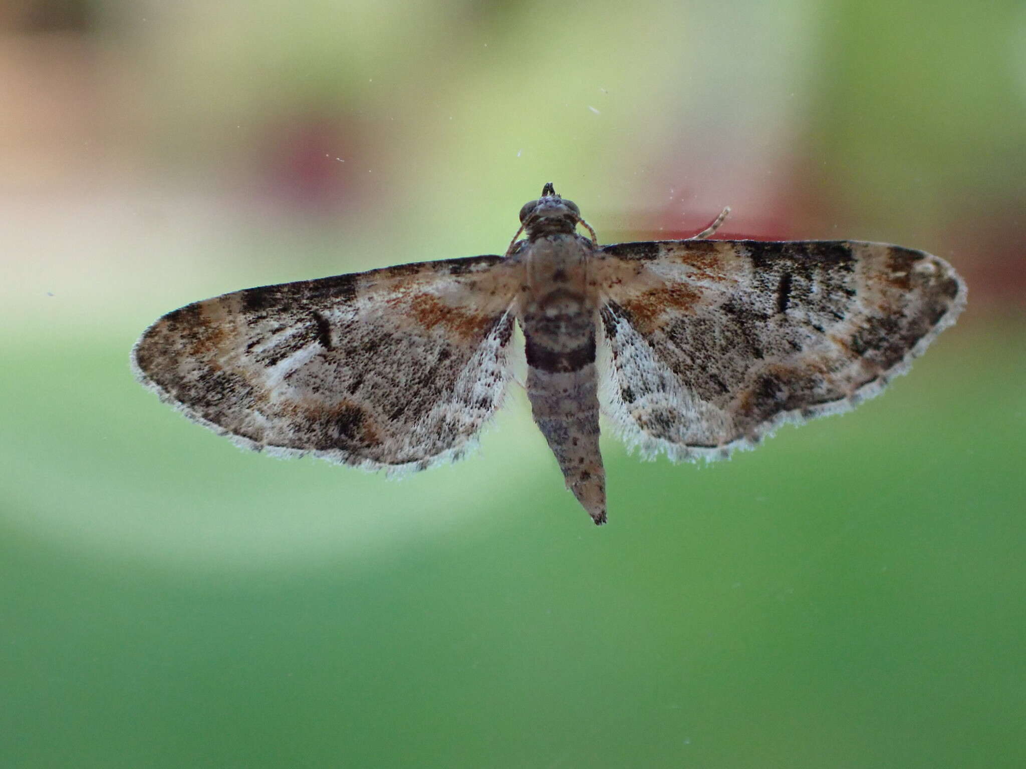 Слика од Eupithecia pulchellata Stephens 1831