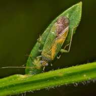 Image of Orthotylus flavosparsus (C. Sahlberg 1841)