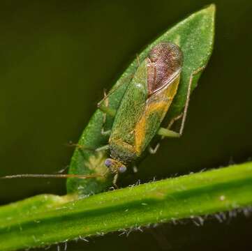 Image of Orthotylus flavosparsus (C. Sahlberg 1841)