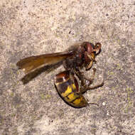 Image of Hornet