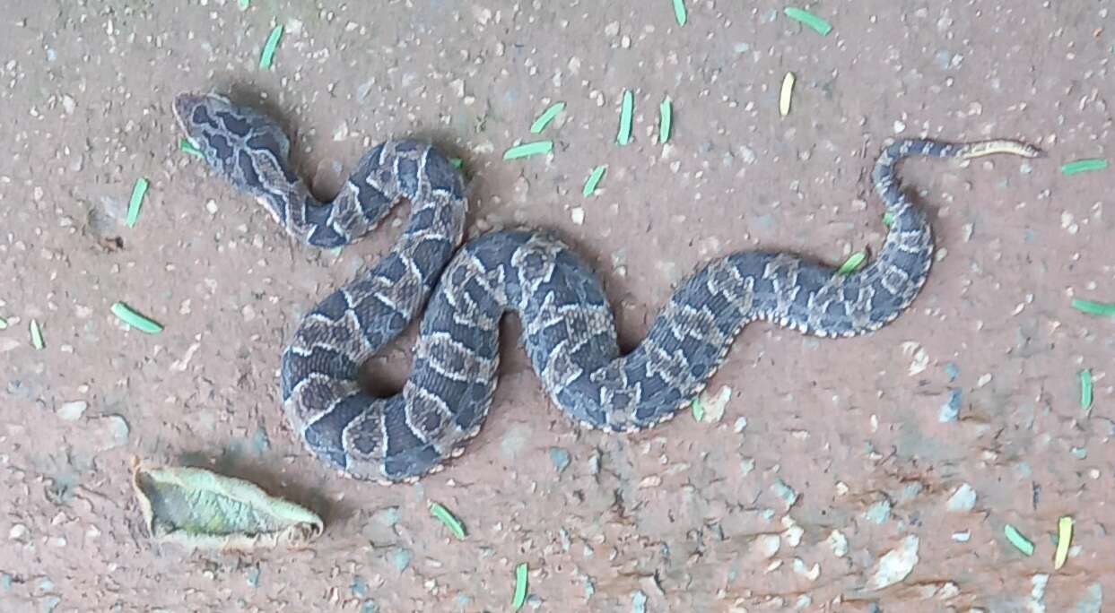 Plancia ëd Bothrops neuwiedi Wagler 1824