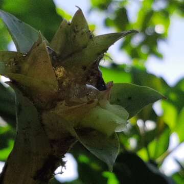 Image of Werauhia notata (L. B. Sm. & Pittendr.) J. R. Grant