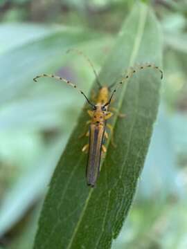 Image of Oberea tripunctata (Swederus 1787)