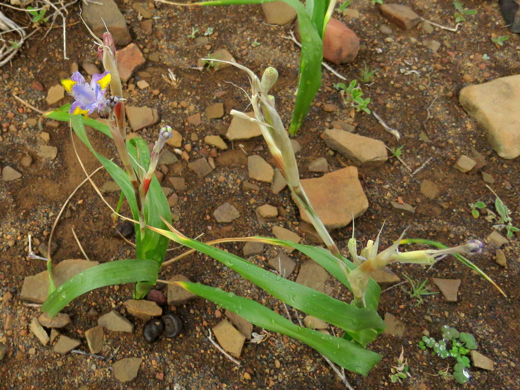 Image of blue-tulip