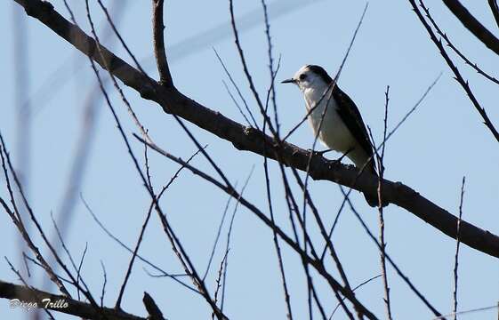 Fluvicola albiventer (Spix 1825)的圖片