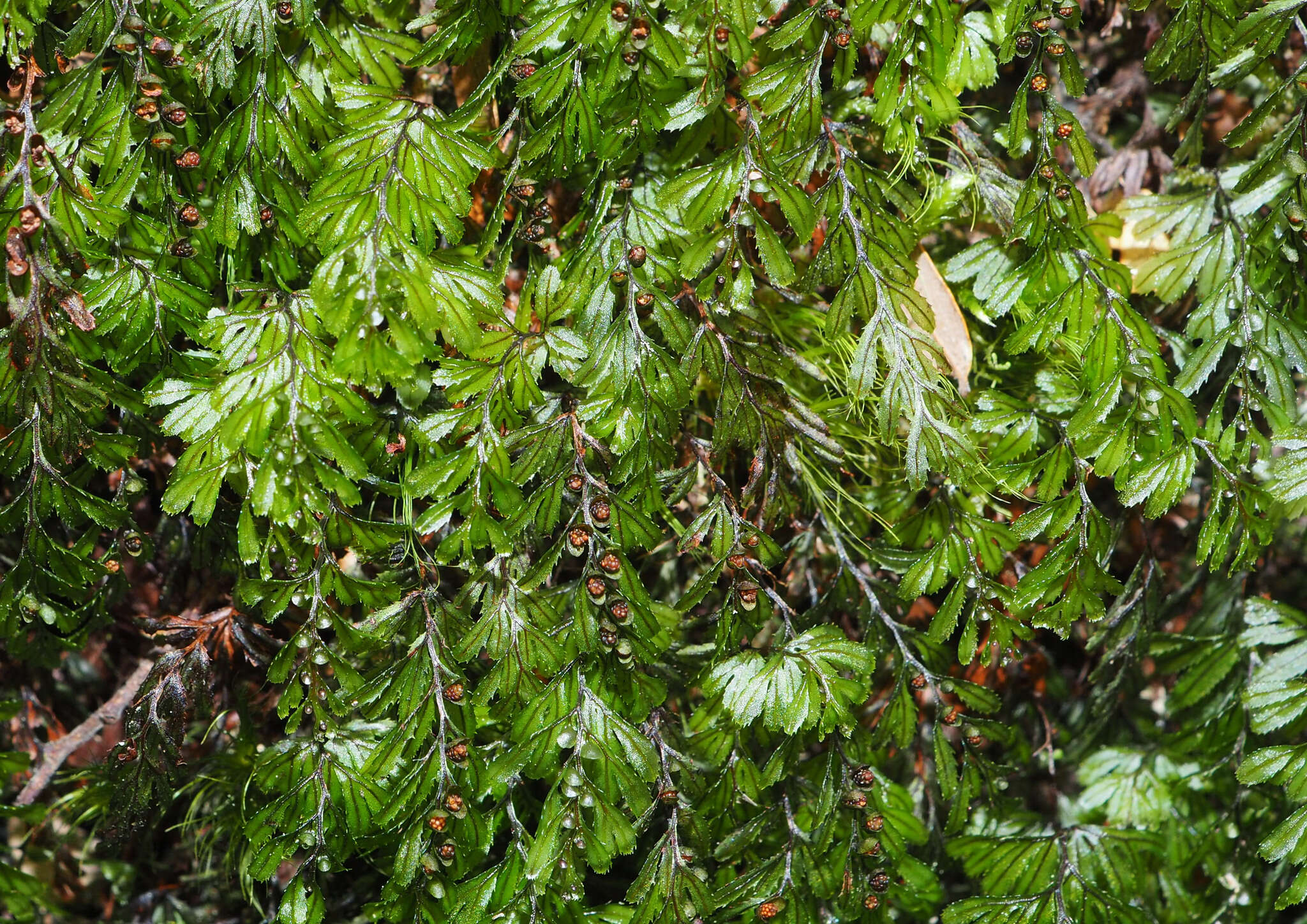 صورة Hymenophyllum peltatum (Poir.) Desv.