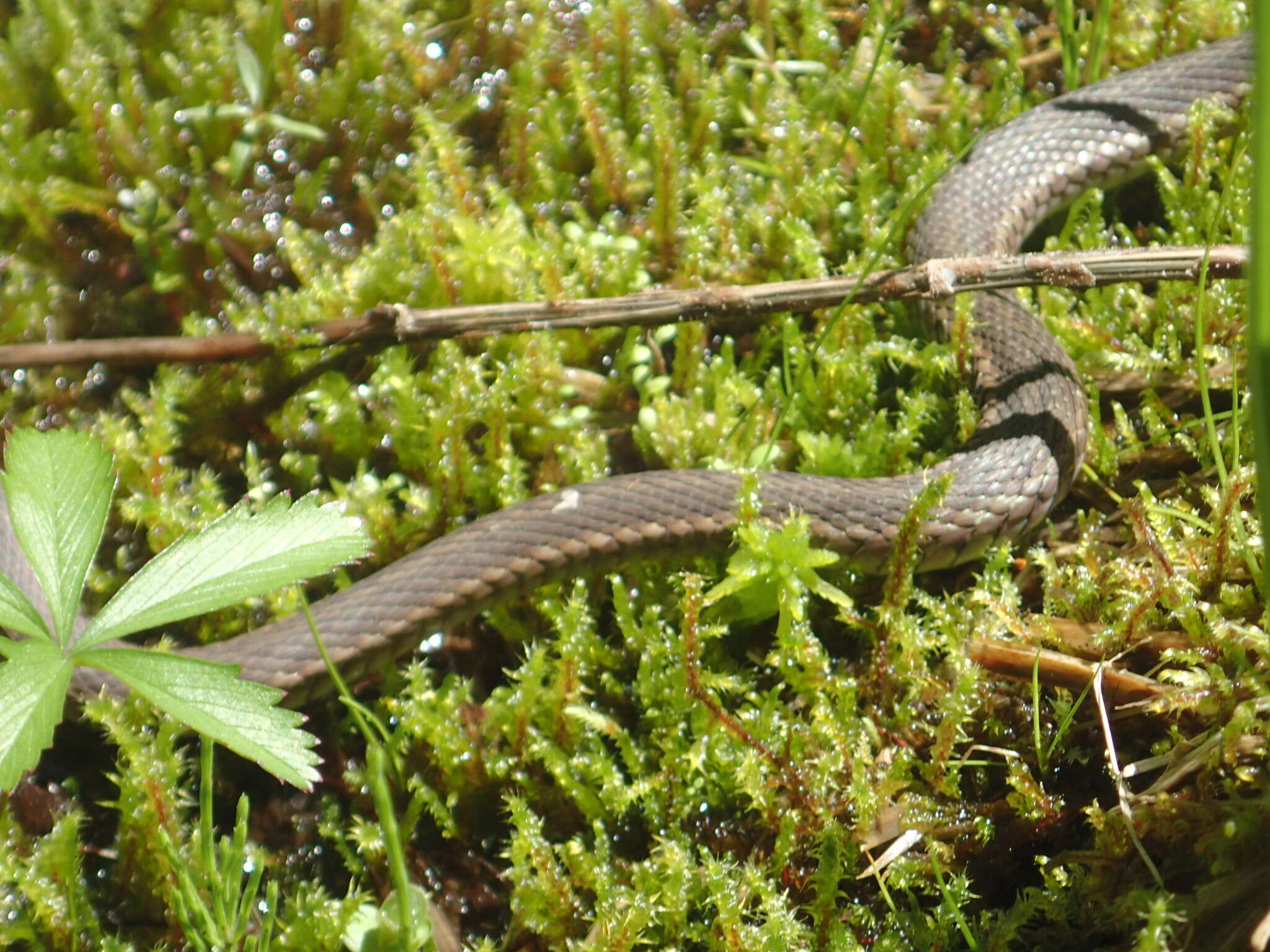 Image of Thamnophis sirtalis pallidulus Allen 1899