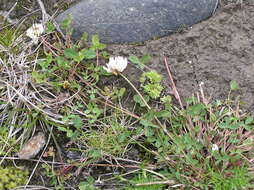 Image of Pale Clover