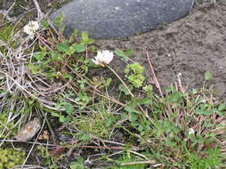 Imagem de Trifolium pallescens Schreb.