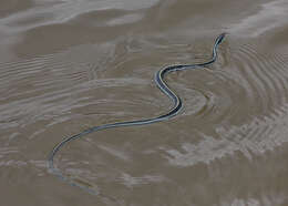 Image of Thamnophis proximus proximus (Say ex James 1823)