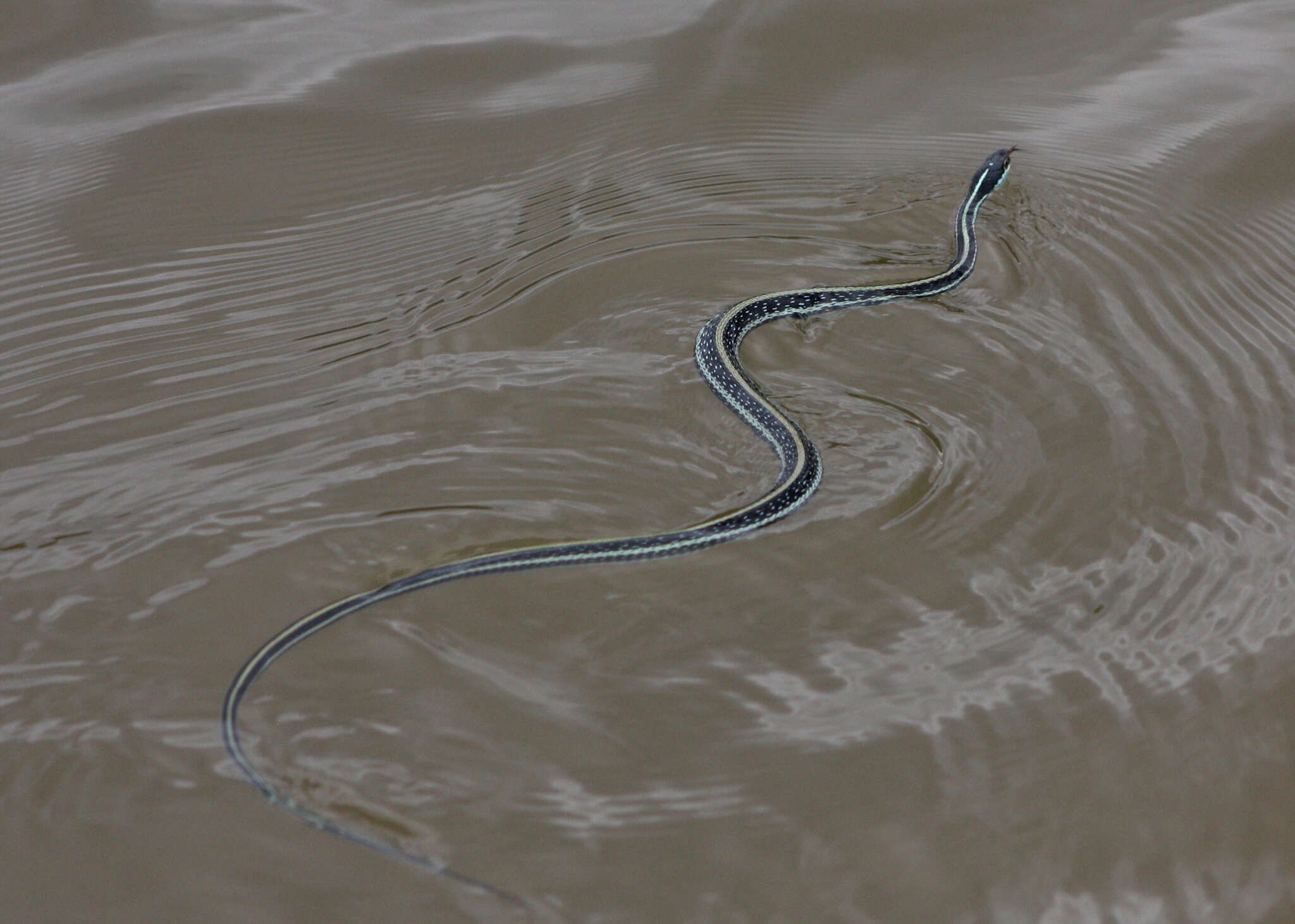 صورة Thamnophis proximus proximus (Say ex James 1823)