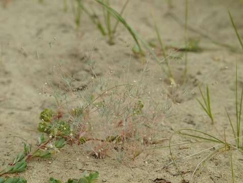 Image of Thread-Stem Carpetweed