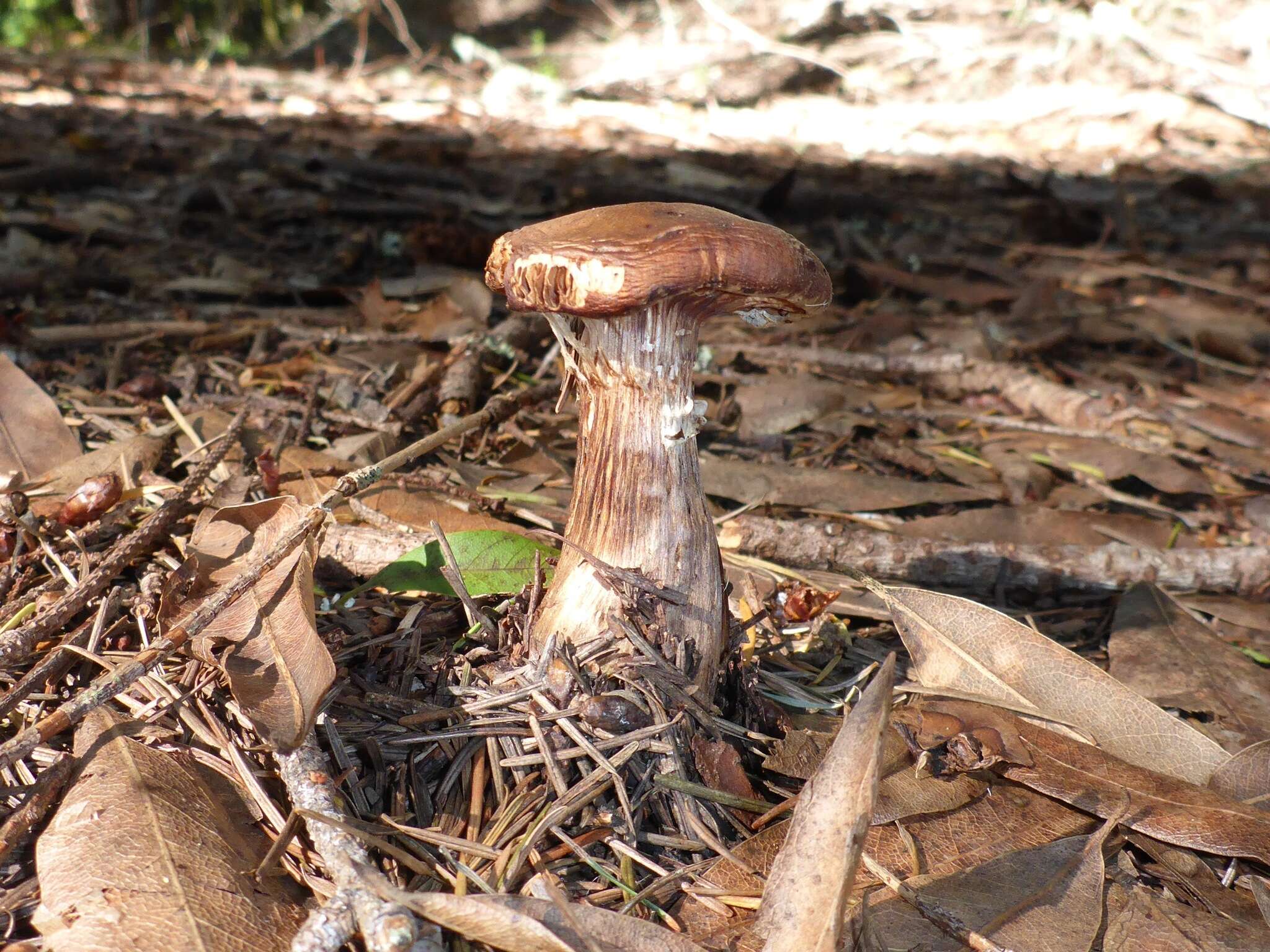 Image of Armillaria sinapina Bérubé & Dessur. 1988