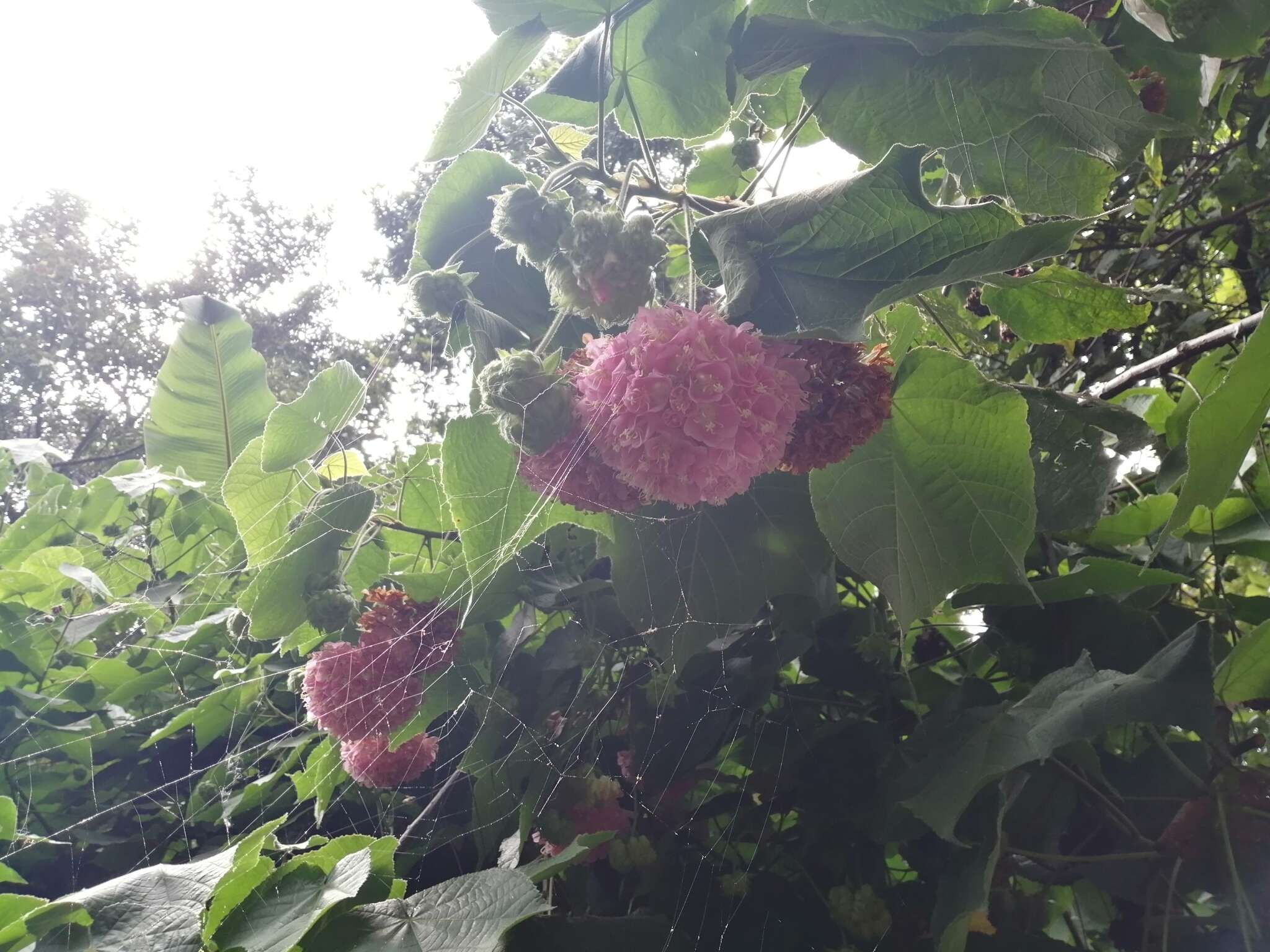 Image of <i>Dombeya</i> × <i>cayeuxii</i>