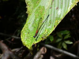 Image of Hetaerina fuscoguttata Selys 1878