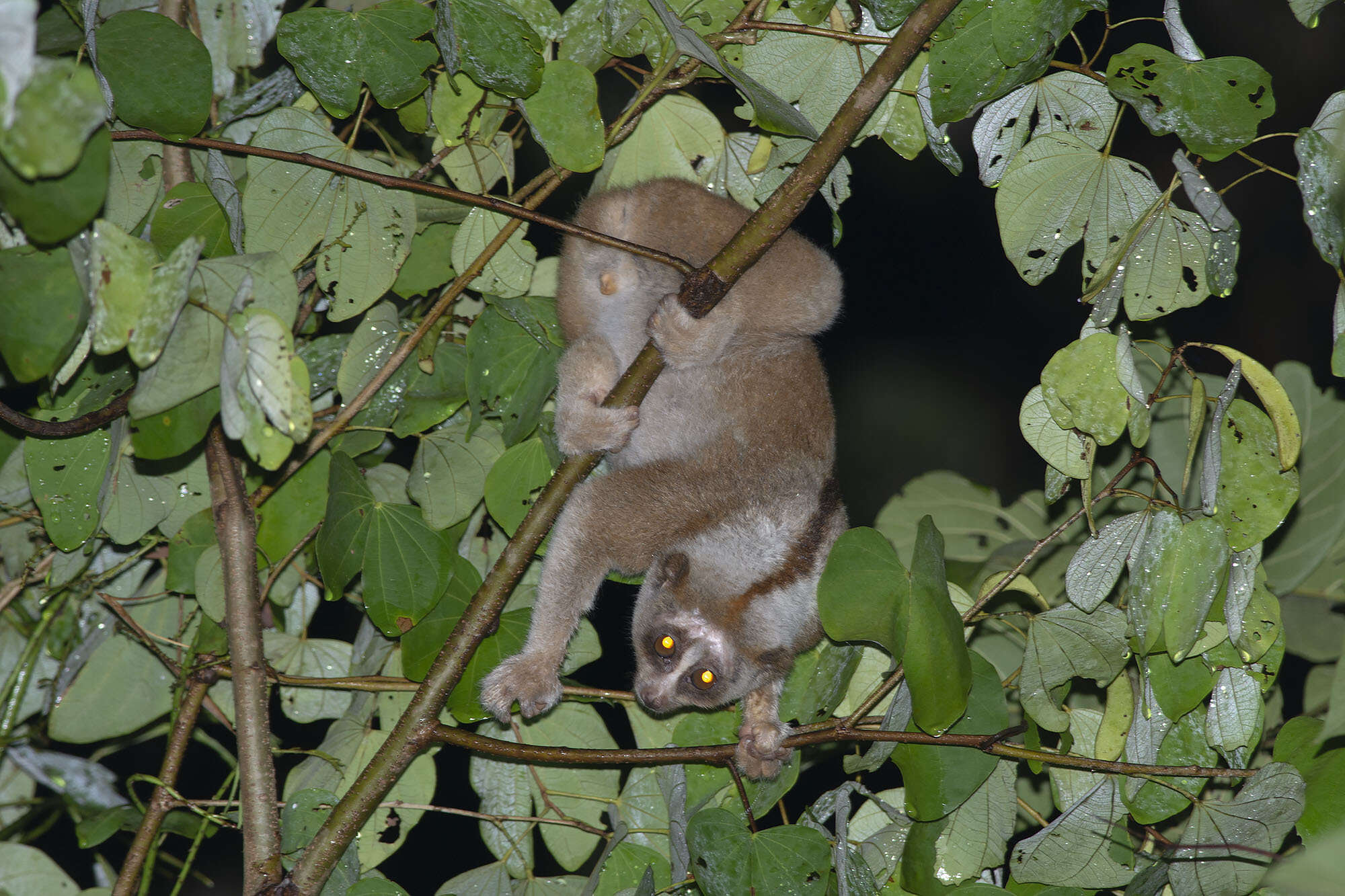 Image of Ashy Slow Loris