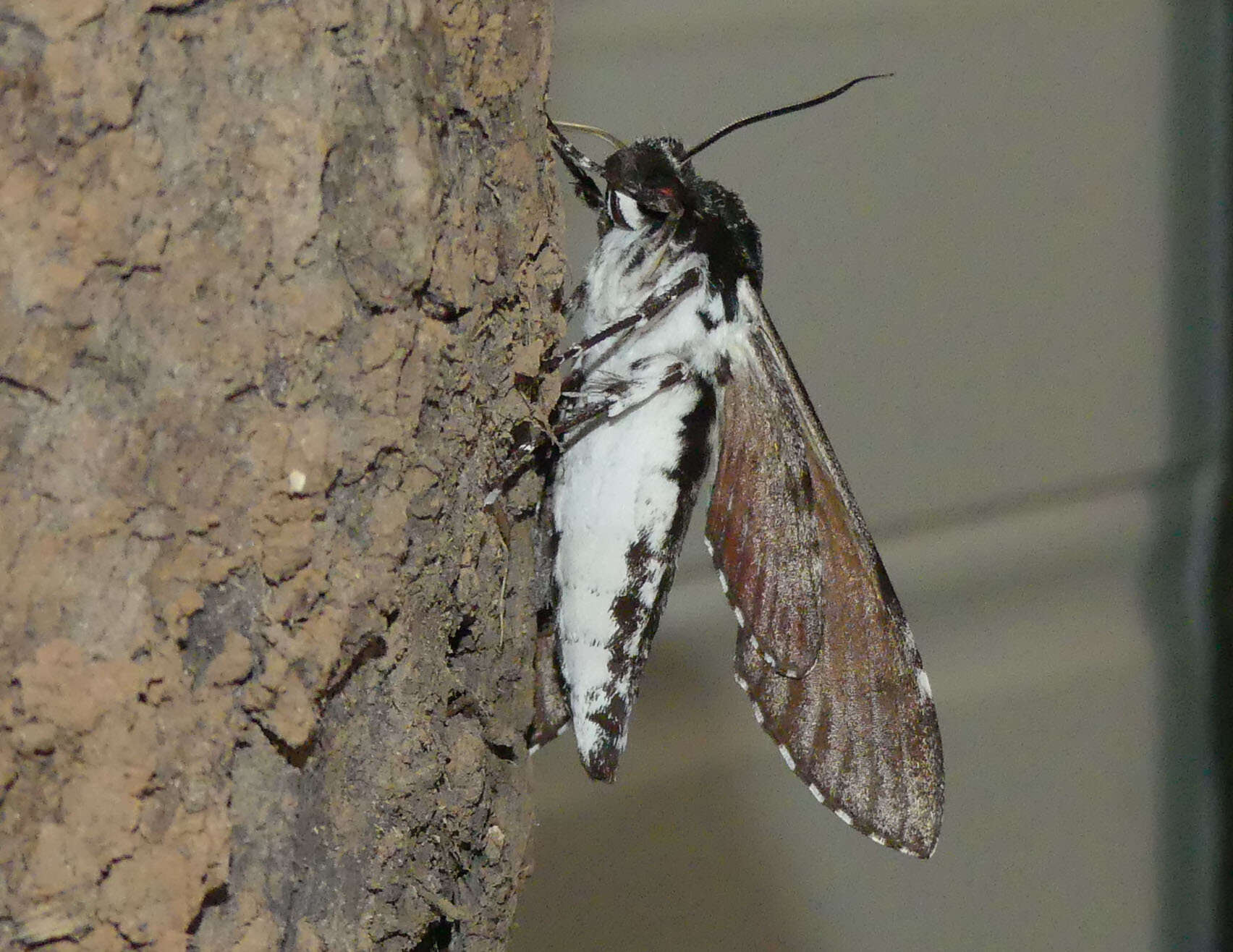 Image of Tetrachroa edwardsi (Olliff 1890)