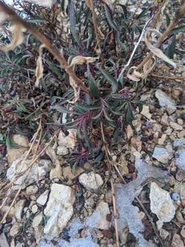 Image of Higgins' beardtongue