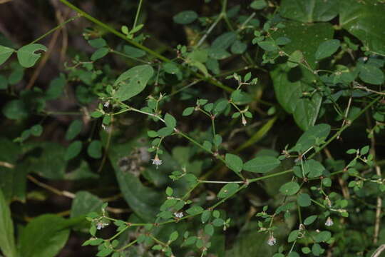 Image de Euphorbia mexiae Standl.