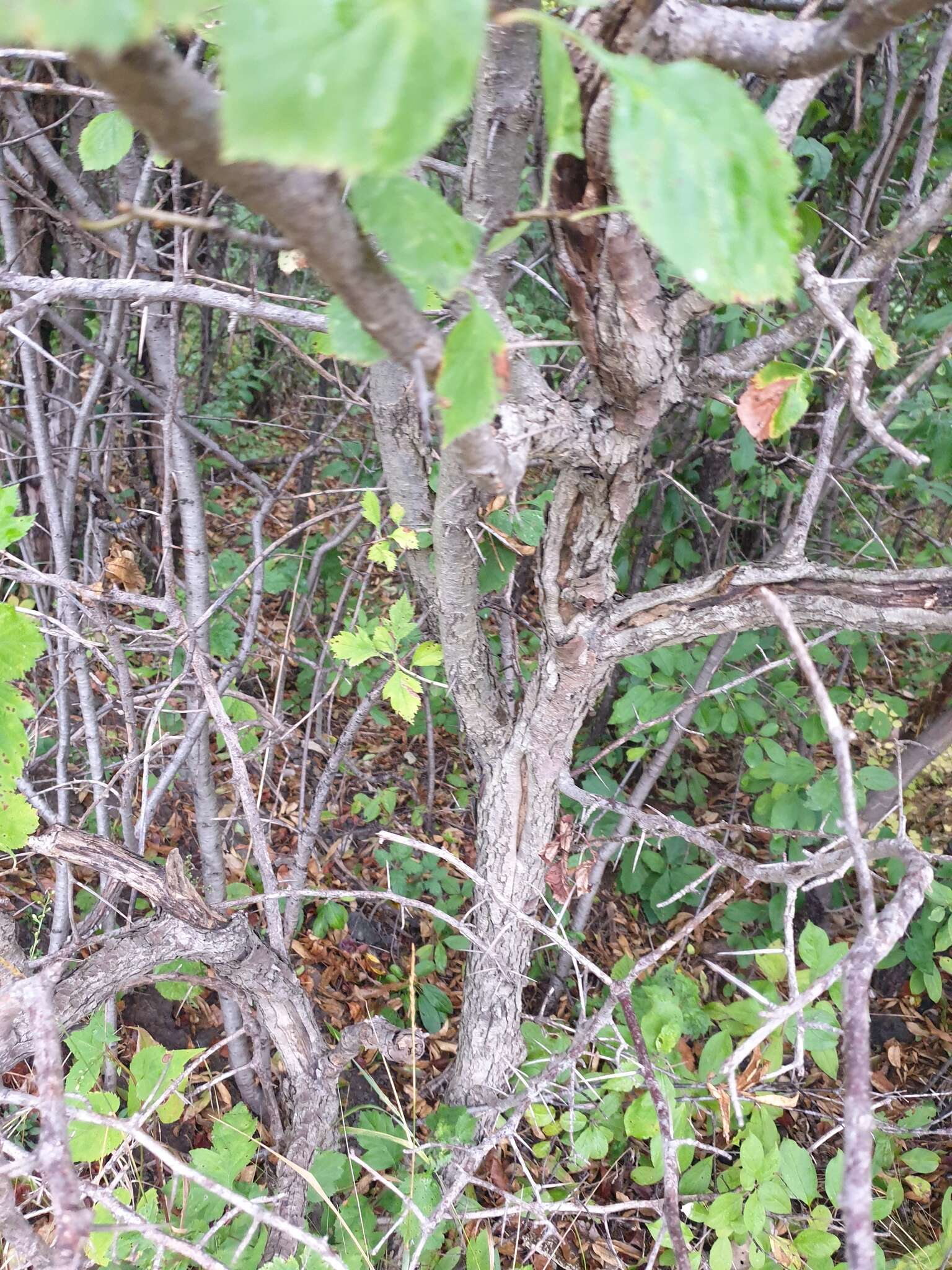 Plancia ëd Crataegus suborbiculata Sarg.