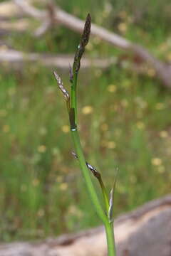 Image of Haemodorum spicatum R. Br.