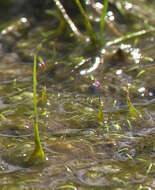 Utricularia minutissima Vahl resmi