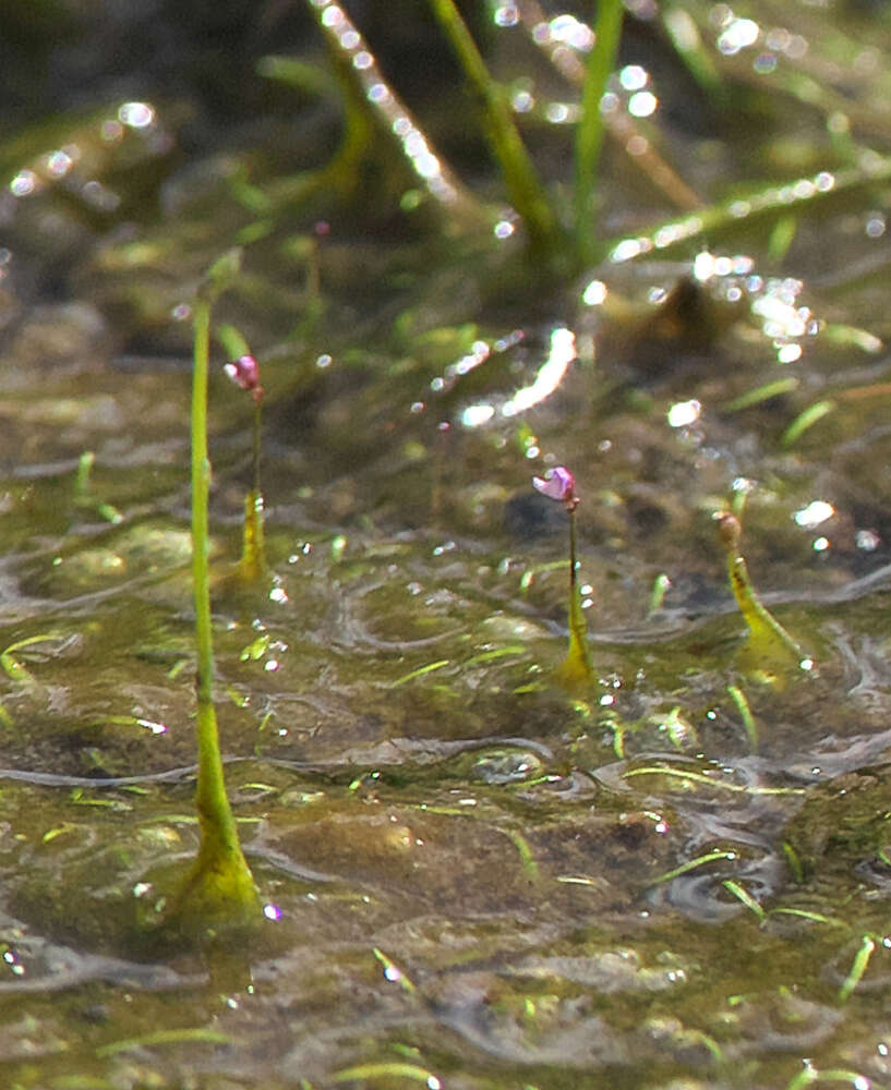 Utricularia minutissima Vahl resmi