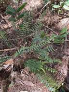 Image of Forest Spleenwort