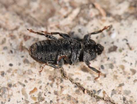 Image of Weevil