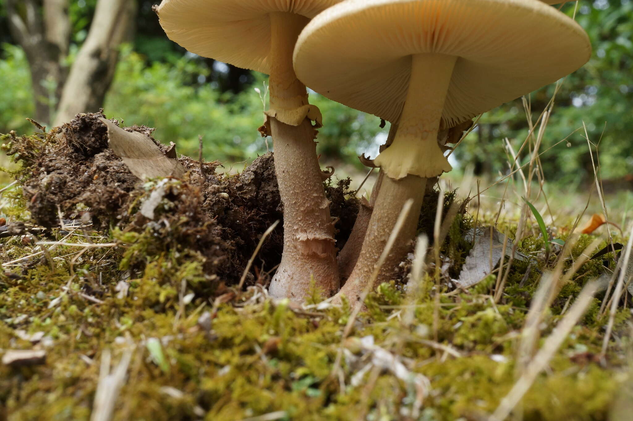 Image of Amanita spissacea S. Imai 1933