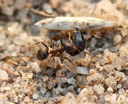 Image of Small black ant