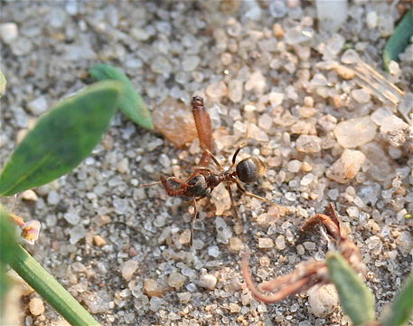 Image of Black garden ant