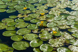 Image of yellow floatingheart