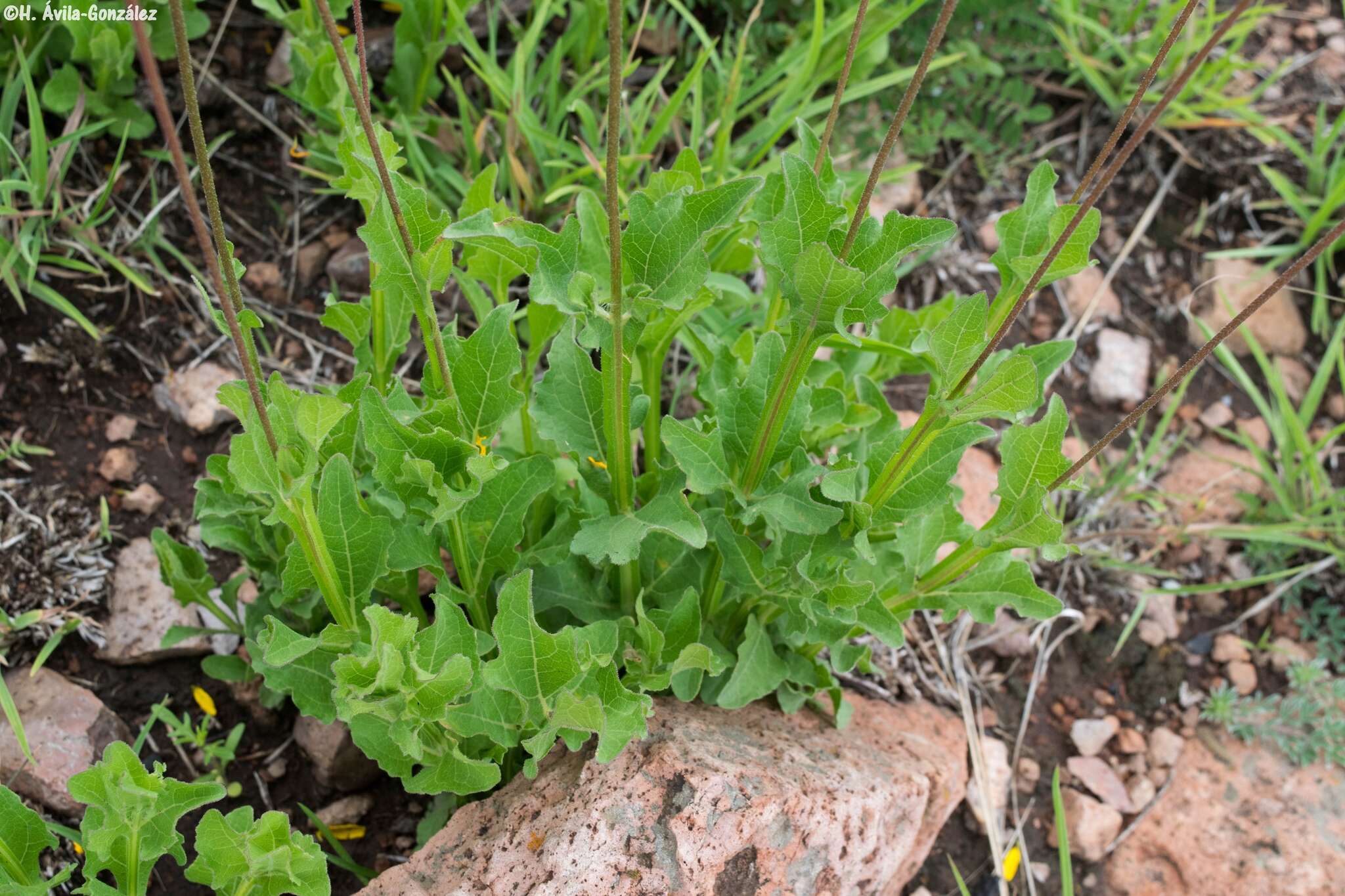 Image of Verbesina pedunculosa (DC.) Robinson