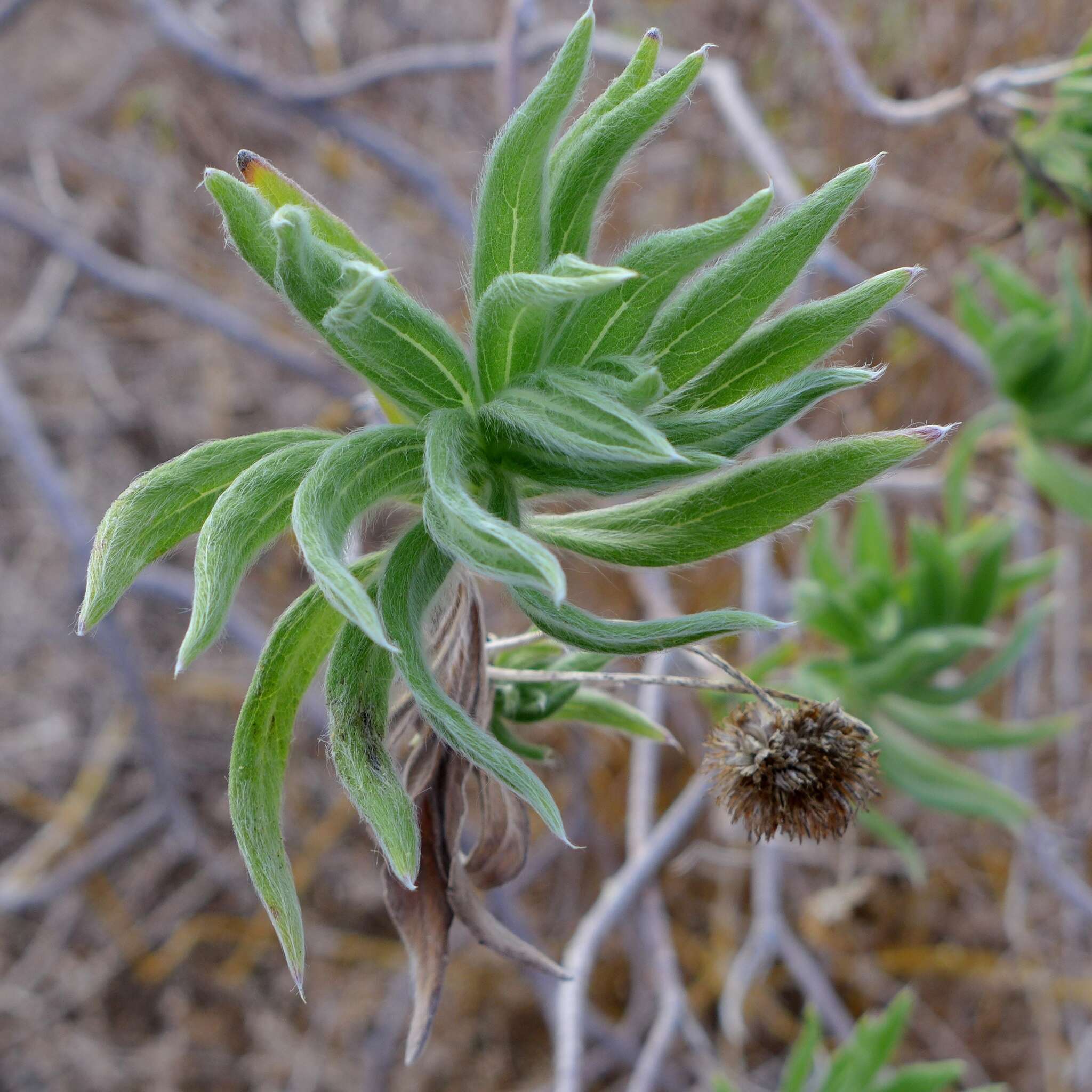 Image de Scalesia villosa Stewart