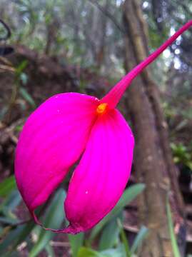 Image de Masdevallia coccinea Linden ex Lindl.