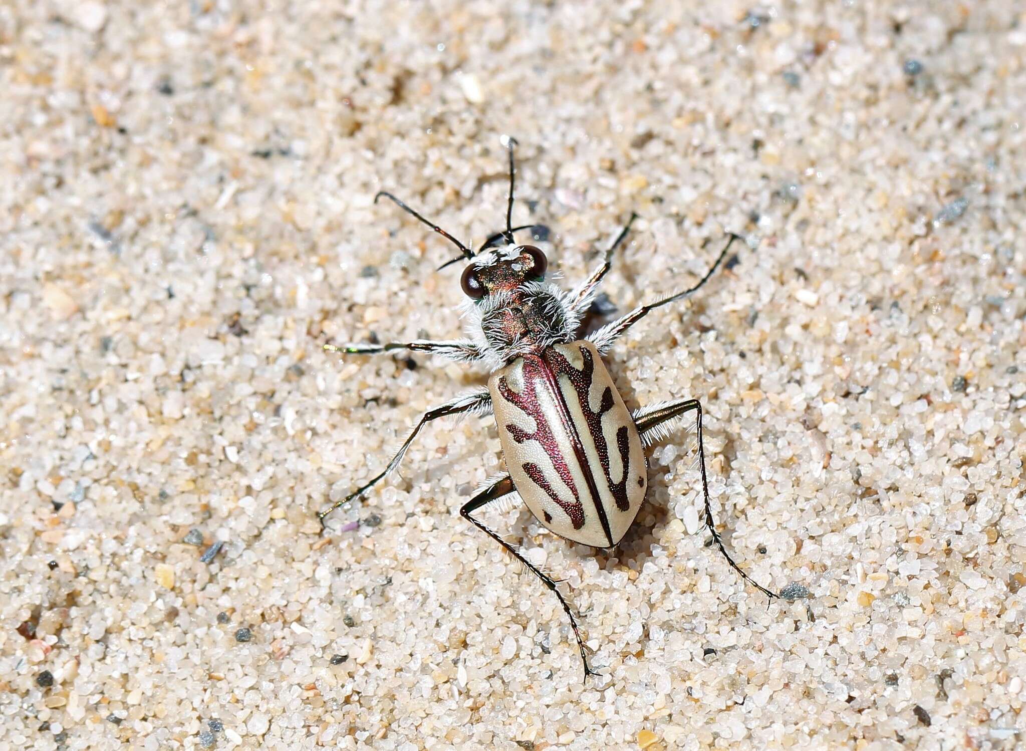 Слика од Habrodera capensis (Linnaeus 1764)