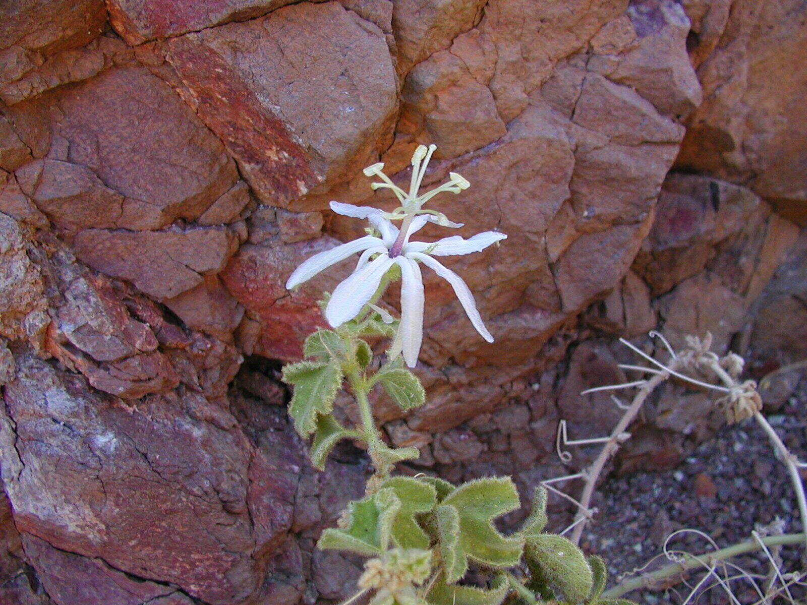 Image of Passiflora palmeri J. N. Rose