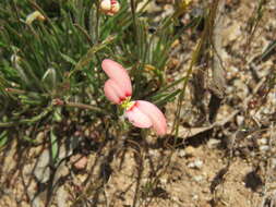 Image of Stylidium uniflorum Sond.