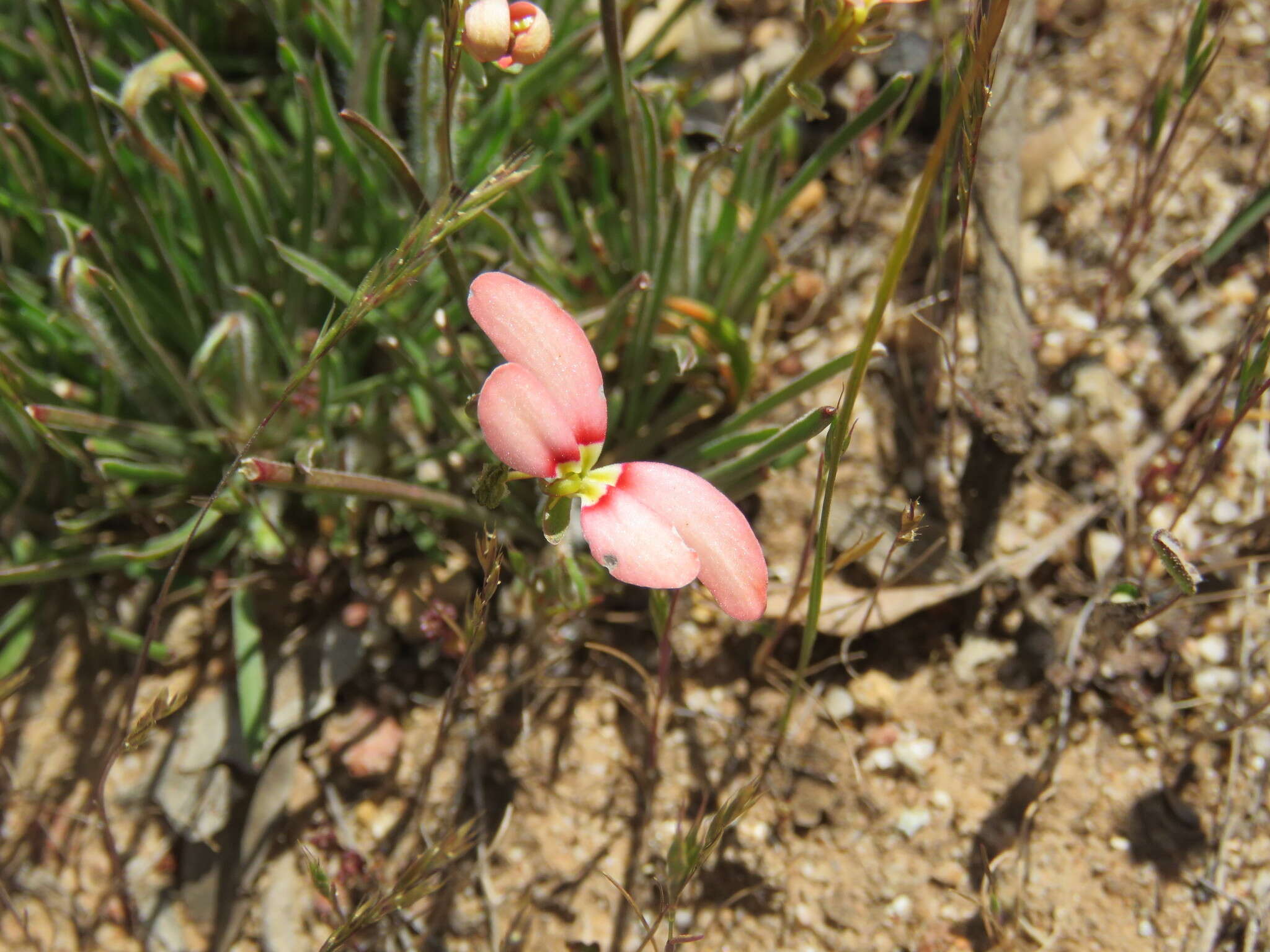 Image of Stylidium uniflorum Sond.