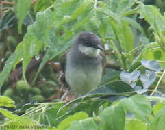 Image of Grey-breasted Prinia