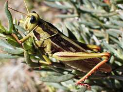 Cyrtacanthacris aeruginosa (Stoll & C. 1813)的圖片