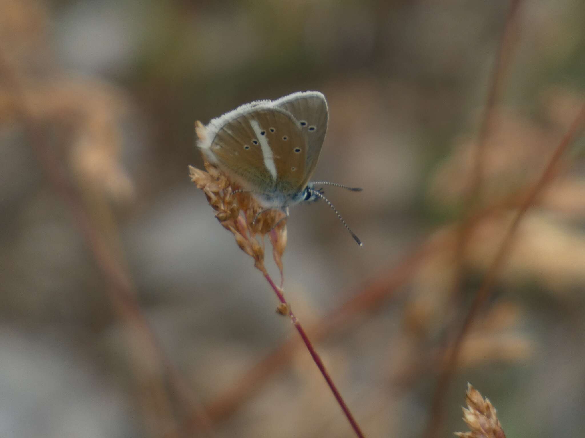 Image of Polyommatus damon