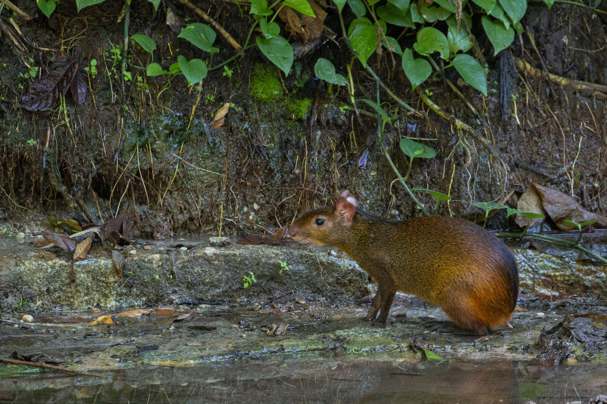 Image of Black-rumped Agouti