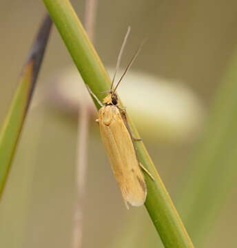 Image of Philobota protecta Meyrick 1920